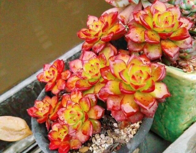 多肉植物浇水、淋雨过多该怎么处理做好几步，多肉不会黑腐