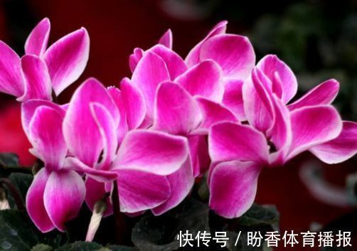 四季海棠四季海棠|4种花要贱养,开花美还好活,365天开花不断,给点水就疯狂!