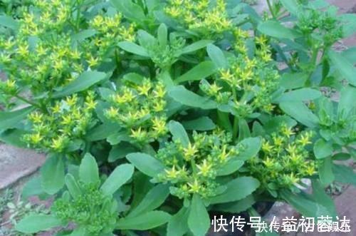 药用价值|农地里被忽视的这种野菜,或是高血压“克星”,建议:不妨多吃点