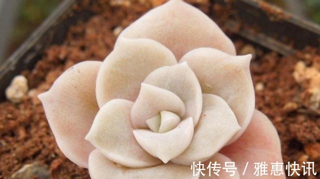 玫瑰|曾经贵到令人咋舌,且株型似玫瑰的可爱玫瑰多肉你现在还在养吗!