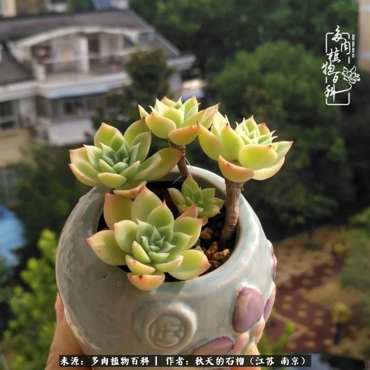 渡劫归来的肉肉,谁是谁的前世,谁又成了谁的今生