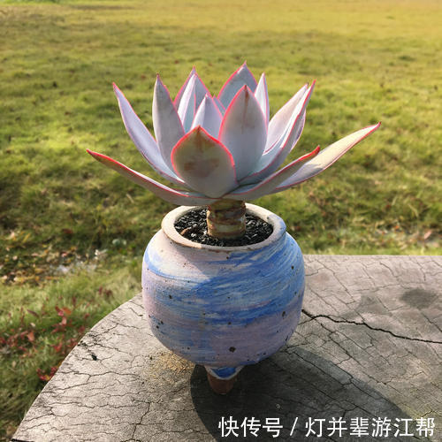 “3多肉”小苗太丑没法看,养一养,长成大苗后逆袭成“白天鹅”