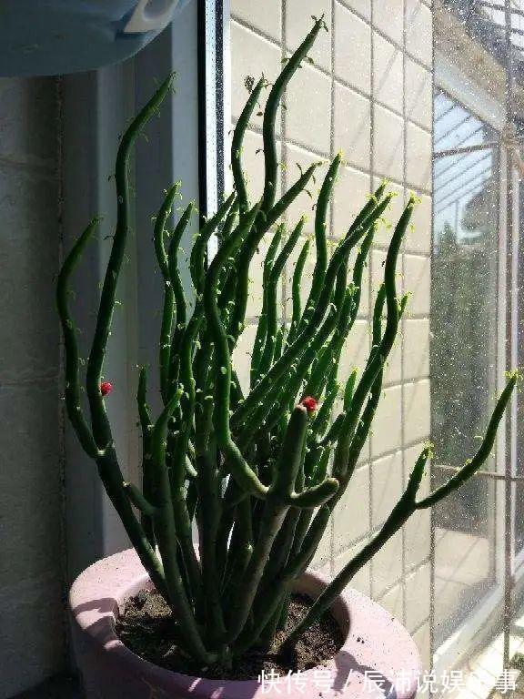 4种“大毒花”,家里经常养,修剪要小心,别碰上