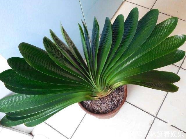 植株|想把君子兰养到爆崽很简单，只要加点这小玩意，小崽噗噗往外冒