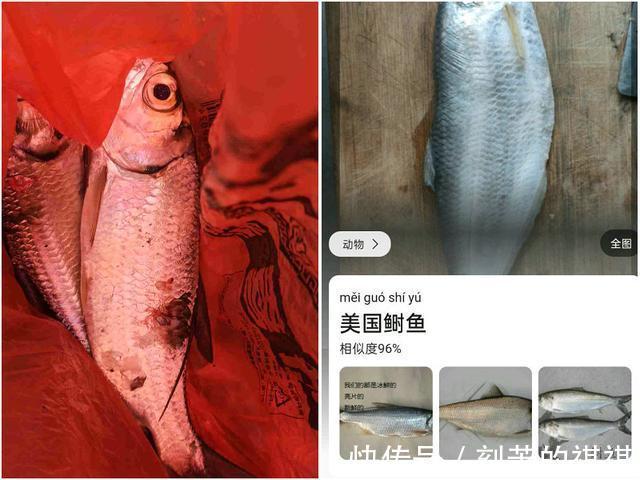 佛山钓友西江钓起“怪鱼”,外形酷似鲥鱼,钓鱼人赶紧收竿回家