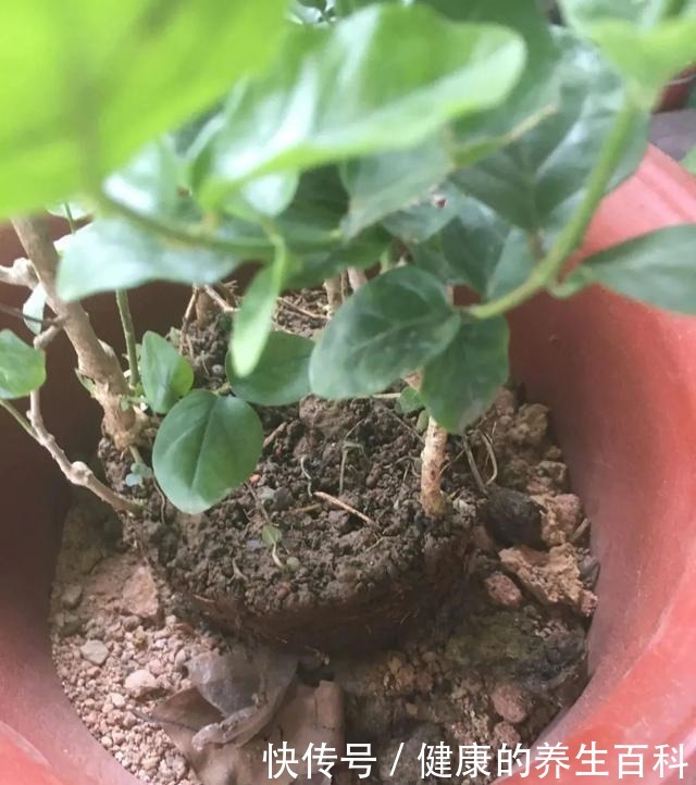 买的花总不活,秘密全在花盆里,搬起来看看才知道!