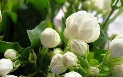 茉莉花|茉莉中的极品,比栀子香10倍,庭院养一株,香飘满园,不种后悔