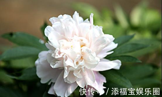 芍药|农历十一月大雪过后，养什么花？家里养3种花，健健康康快乐年年