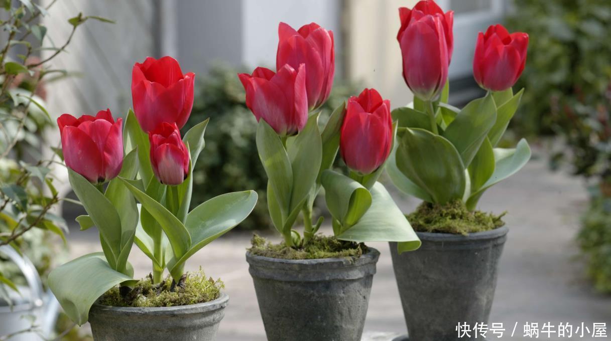 春天买花有口诀,记住“4要4不要”,花对钱才能买“好”花