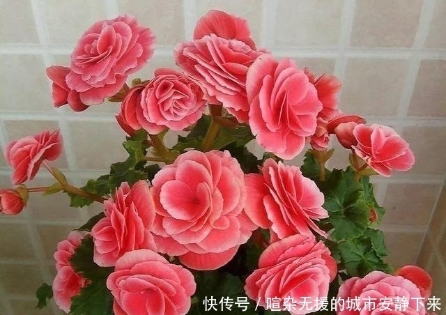 漂亮|七月看到3种花,再漂亮也别买光休眠不开花,还难伺候