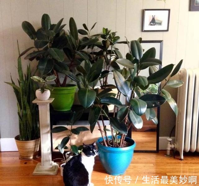 丢了一棵橡皮树，3年长疯了，横竖8米宽，霸占了道路惹人怨！