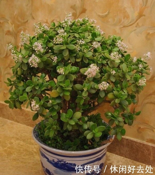 养护|这2种便宜花是“镇宅之宝”，这样养一养，摇身变成“大老桩”！