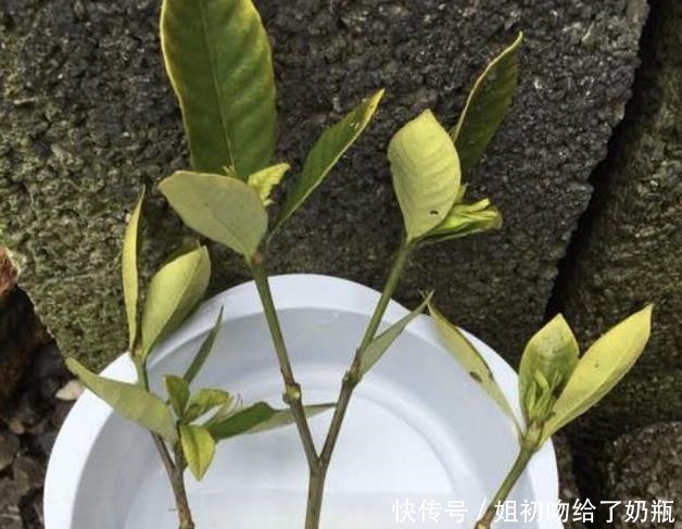 生根|在家扦插1种“香花”,枝条沾点水,插土壤里生根发芽,变盆栽!