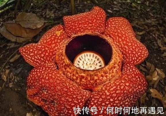 大王花|5种“奇葩花”，一个比一个奇特，养了1种也厉害！