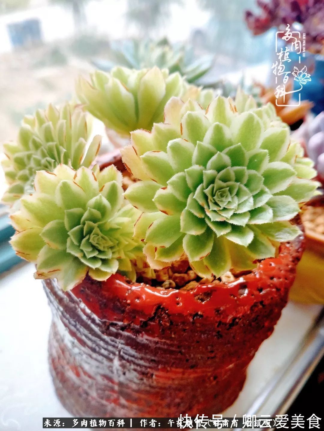 久在晴冬等雪来——北方阳台党的多肉成长历程!