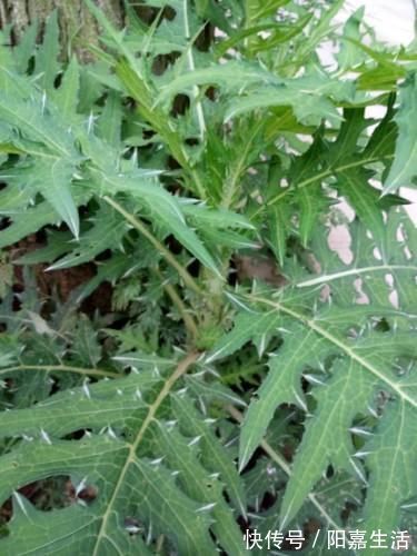 价钱|农村被当做杂草铲除,却在城市里卖出高价钱,有很好的营养