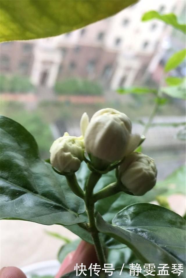 开花|养茉莉花,掌握这5个“小窍门”,一年能开四岔花,简直是“开花机器”