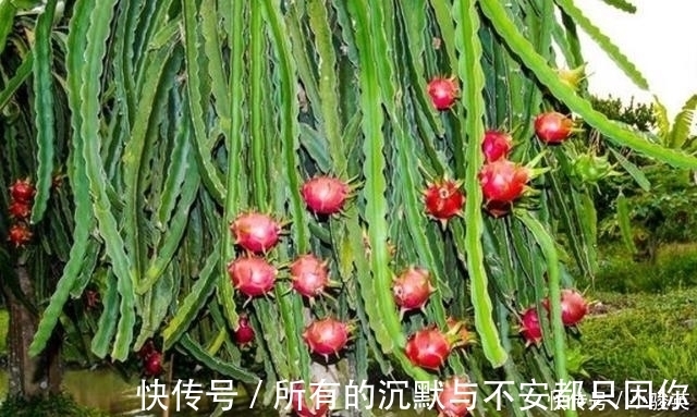 火龙果|不能在晚上吃8种水果, 多吃一口, 健康就少一点