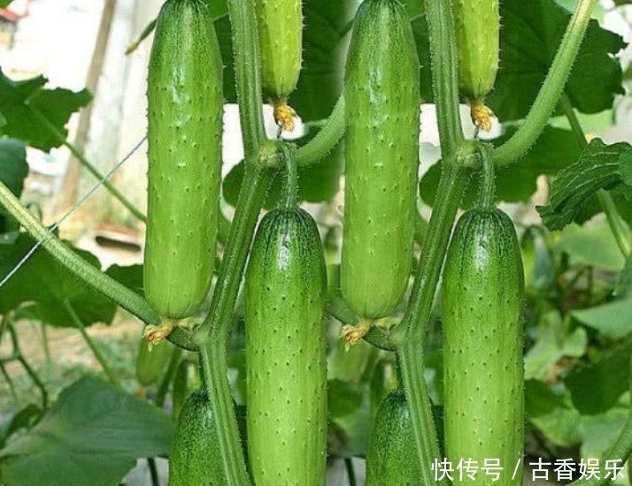 阳台最适合养5种菜,生长快结果多,夏天再热不用出门买