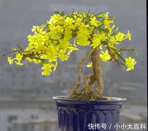  迎春花|迎春花按照这个方法养，开花早，根系壮