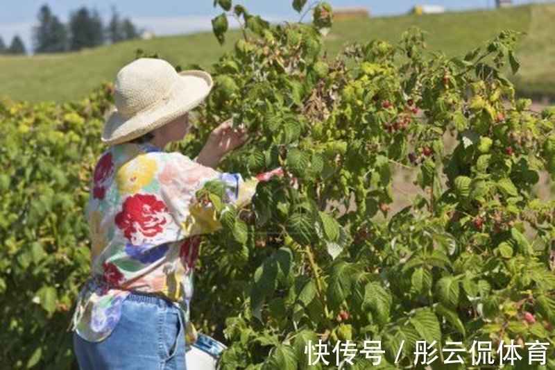 大棚|儿时爱吃的野果,如今已上市,一斤52元,却很少人规模种植