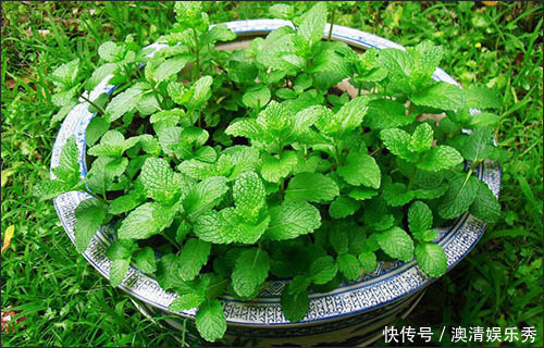 空气|客厅种上4种花,大气上档次,越养越干净,来客倍有面子!