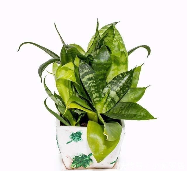 定要注意|虎皮兰作用多,养护技巧也简单,这么好的盆栽谁不喜欢