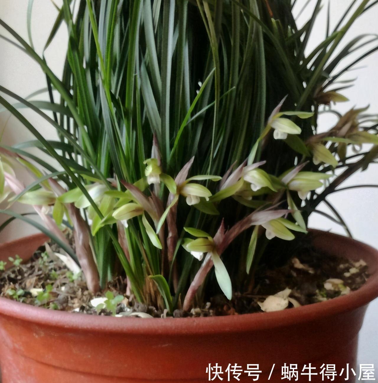 根系|想让兰花早发芽，这“三位置”留点水，催出一圈苞，绽放层叠群兰