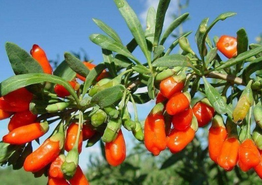 稳定血糖|血糖飙高先别慌,5种食物经常吃,助你跟高血糖说“拜拜”!