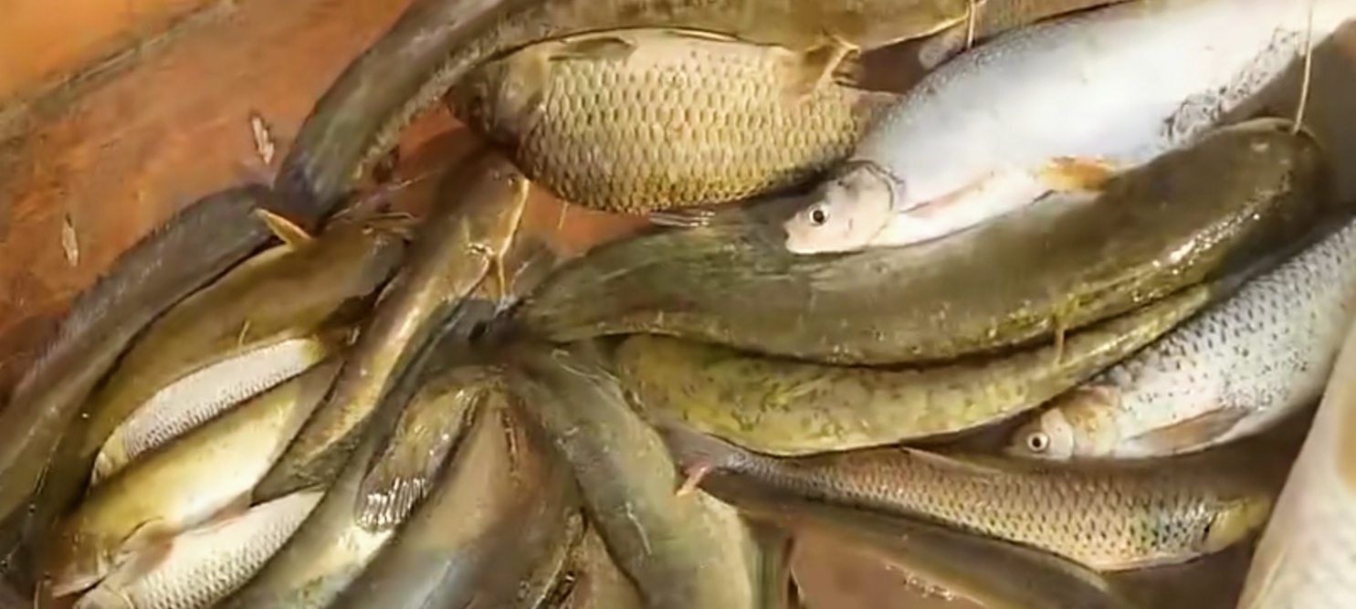 黄河渔人:一串钩长5公里,钓鱼几百斤!超过办公室工作人员收入