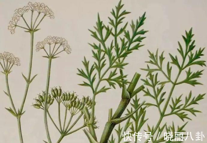 长沙药解|本草精荟:祛风要药:防风