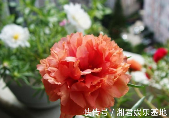 枝条|1种花“了不起”,今天扦插,明天就生根,好养漂亮,比牡丹还美