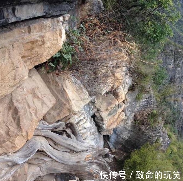 崖柏|带你走进深山的采崖柏人,有人靠它赚上亿,有人因此丧命,太珍贵