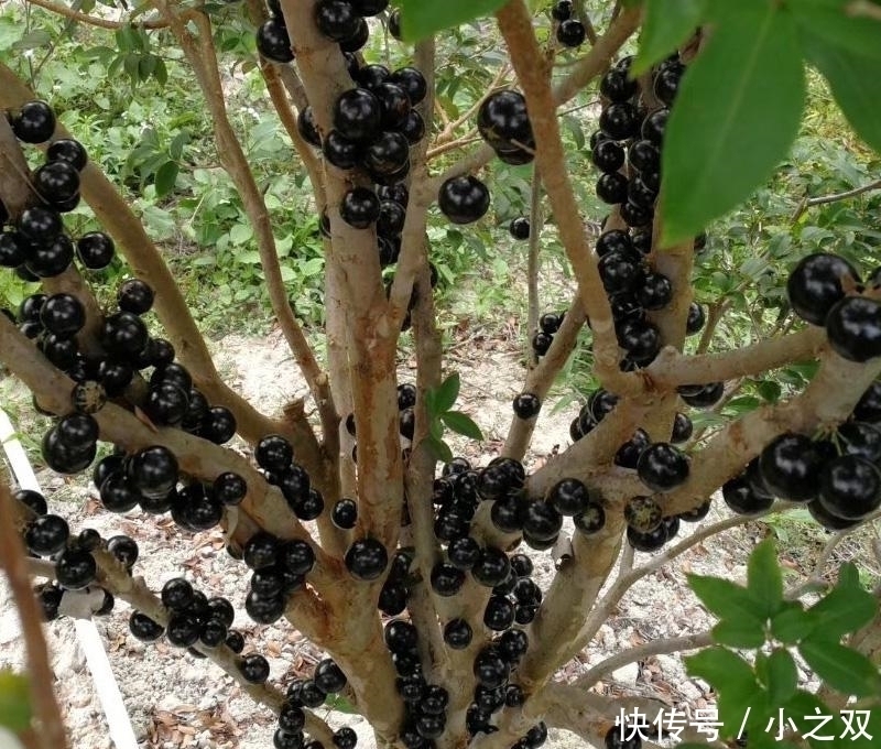 门前要种“镇宅树”,“6种树”正合适,枝繁叶茂,年年开花结果