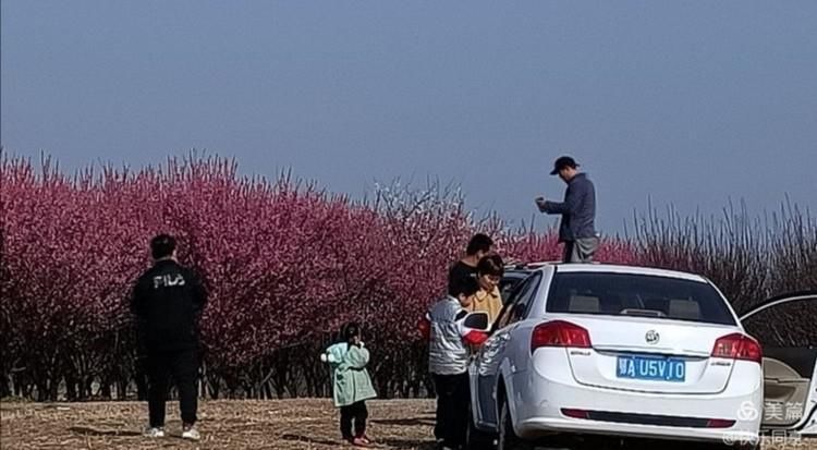 老年|武汉市新洲区仓埠街花果山的梅花树开花了