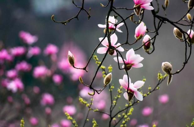 短短|王维的这首诗,凄美至极,短短20字,从花开写到花落