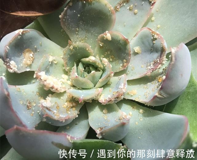长寿花生虫没关系，3招就解决，啥虫都消灭，效果杠杠的