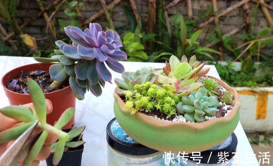 夏天|夏天养多肉,教你3个养护技巧,不再烂根化水
