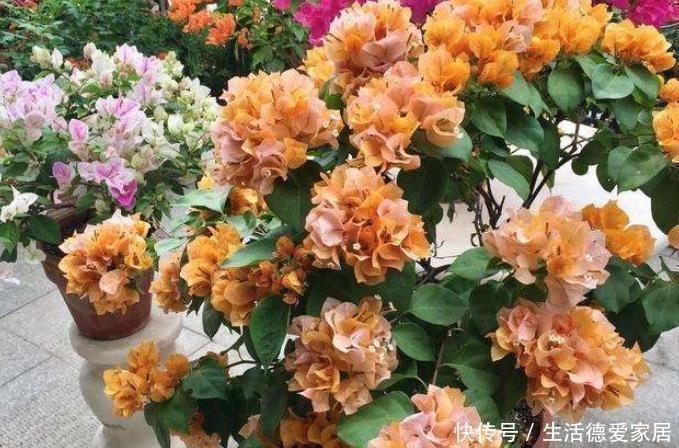 发酵|三角梅最怕“三种水”,避开不黄叶,憋出一圈苞,清香宜人小半年