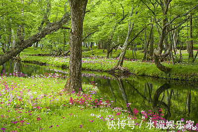 喜鹊|惹不起的三大生肖，19年喜鹊叫不停，贵人财神全来，富贵多金