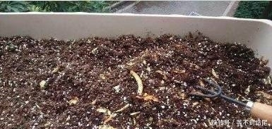 蚯蚓|养花不用买肥料,生活中的这些废料用来养花,效果比买的还好!