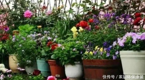 移栽|养花换盆换土知识点:夏季给这4种植物分株移栽,注意别伤根