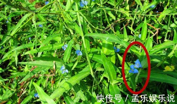 利尿消肿|农村种野菜好吃又营养，还有利尿消肿功效，是一种难得的野味