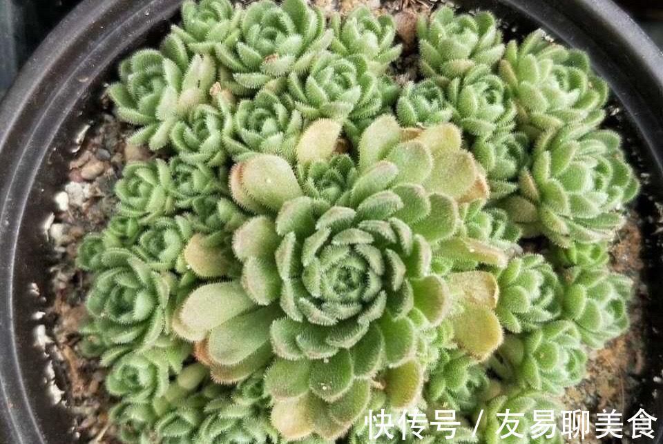 野玫瑰|喜欢玫瑰花型的多肉植物,就养一盆小野玫瑰,做好3点变成手捧花