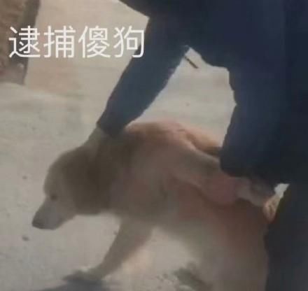 客服|网购时,你遇到过哪些沙雕客服或评论
