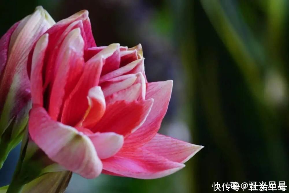 营养液|朱顶红埋土里，如何能年年开花，球变大、变多？