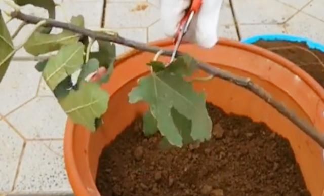 你找得简单易学的盆栽无花果种植方法在这里