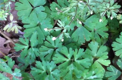 功效|乡下这种长有“猫爪子”的野草，有治头痛、牙痛功效，还能除脚廯