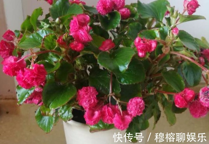 盆栽|养花养这3款,楼房阳台盆栽,微微看顾就能花开不断,惹人爱