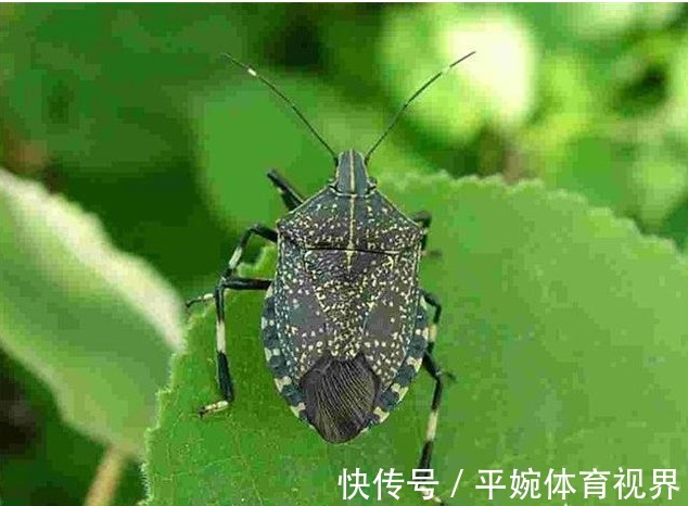 臭板虫|一些农村树上的臭板虫卖到好几百块钱一斤,为何?有啥作用?